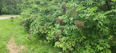 elderberry aa.jpg